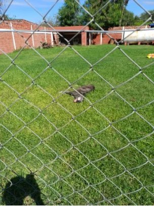 Chaco: lo detuvieron por maltratar a sus perros y envenenar a uno