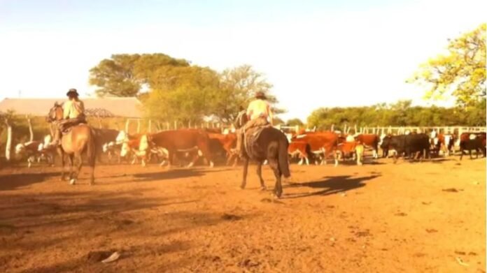 Condenaron a un productor ganadero por una millonaria estafa en Corrientes