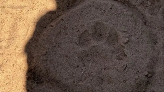 Corrientes: confirmaron rastros de puma en la Isla Apipé y reforzaron las medidas de seguridad