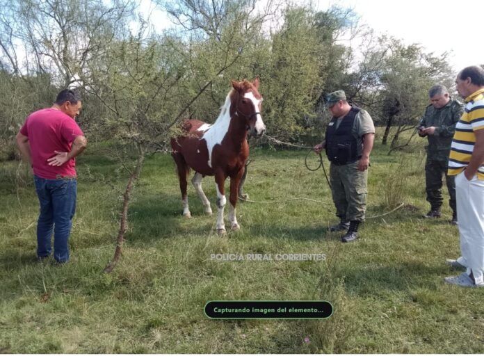 CURUZÚ CUATIÁ: Rescate de equino atado con cadenas y avance de causa por maltrato animal