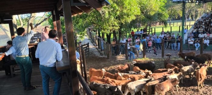 Exitoso 5to remate de pequeños productores, con más de 1700 cabezas en Riachuelo