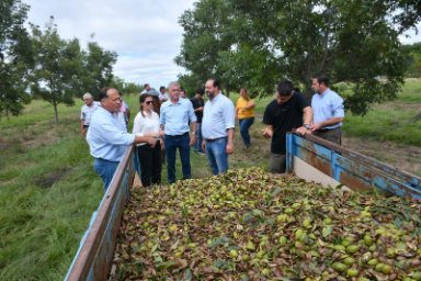 PRODUCCIÓN AGROPECUARIA: Corrientes ya exporta nuez pecan a Emiratos Árabes, Europa y China