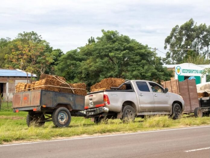 Se inicio el acopio de tabaco – campaña 2025/26