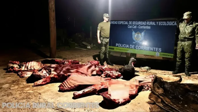 Incautaron un búfalo faenado sin documentación ni controles sanitarios en Corrientes