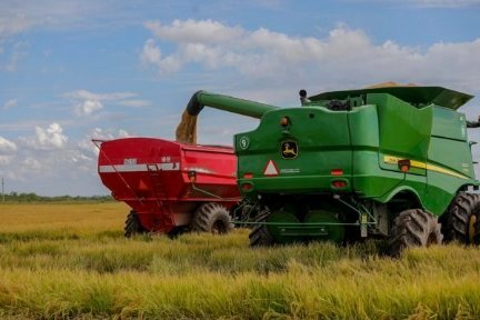 Arroz: alertan continua baja de productores y falta de rentabilidad para cubrir gastos