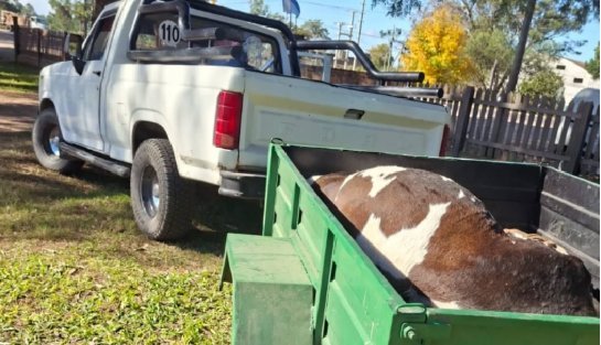 BELLA VISTA: LOS SORPRENDIERON LLEVANDO UNA VACA ATADA EN UN TRAILERCITO