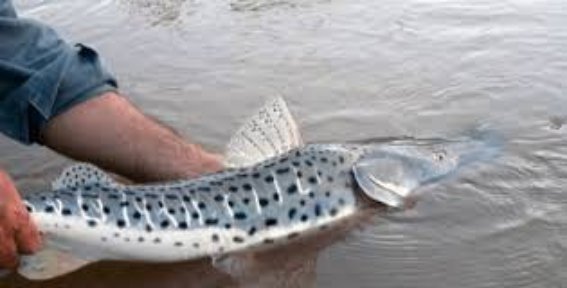 Corrientes establece veda extraordinaria de pesca en el río Paraná por concentración de surubíes