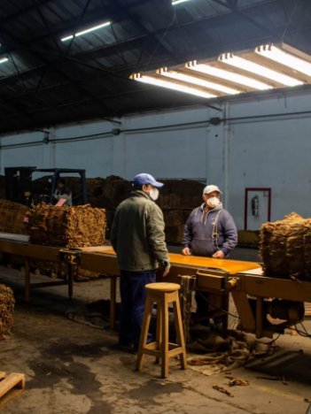 El acopio ya supera los 800 mil kilos de tabaco criollo correntino