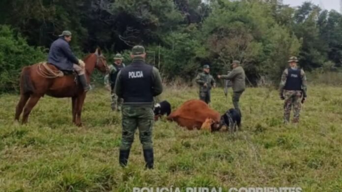 Encontraron dos vacas baleadas durante un rastrillaje en la costa del río Uruguay