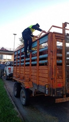 Puente Corrientes – Chaco: secuestraron caballos por falta de documentación