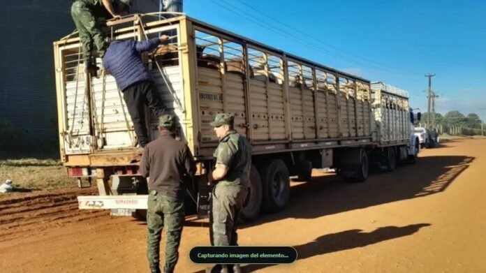 Secuestraron un camión con 33 caballos en Corrientes por traslado irregular