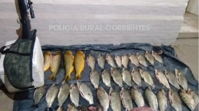 Goya: demoraron a cuatro personas con dorados, un guazuncho y un rifle