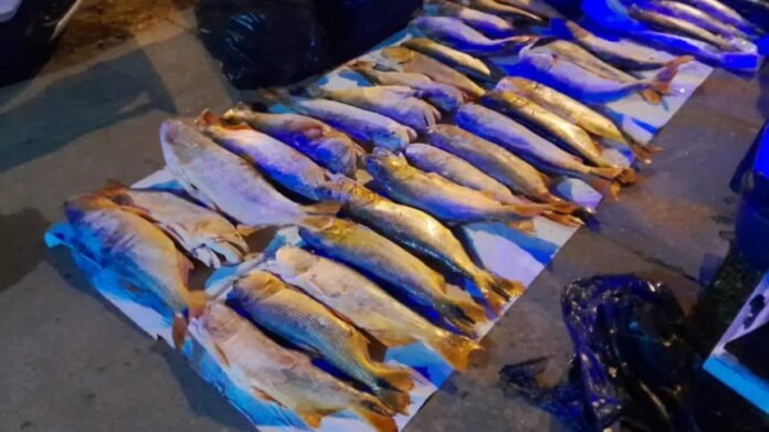 La impactante depredación de dorados y un negocio ilegal y millonario