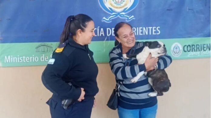 La Policía de Corrientes recuperó un bulldog francés robado y se lo devolvió a la familia